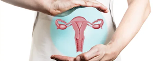 May help strengthen the Menstrual System