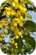 Amaltas