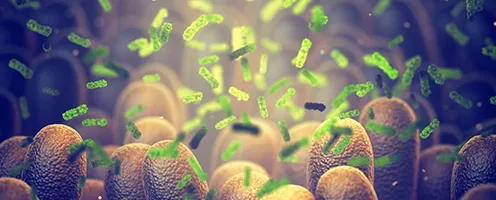 Moderates Gut Microbes for Better Liver Health