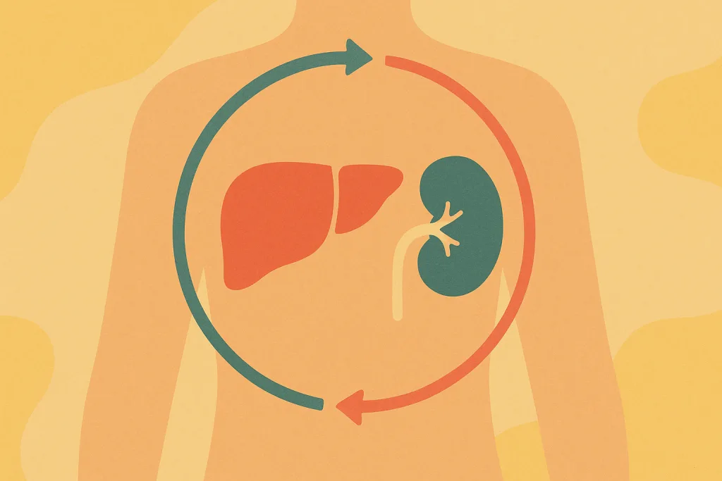 The Long-Term Benefits of Prioritizing Liver & Kidney Wellness