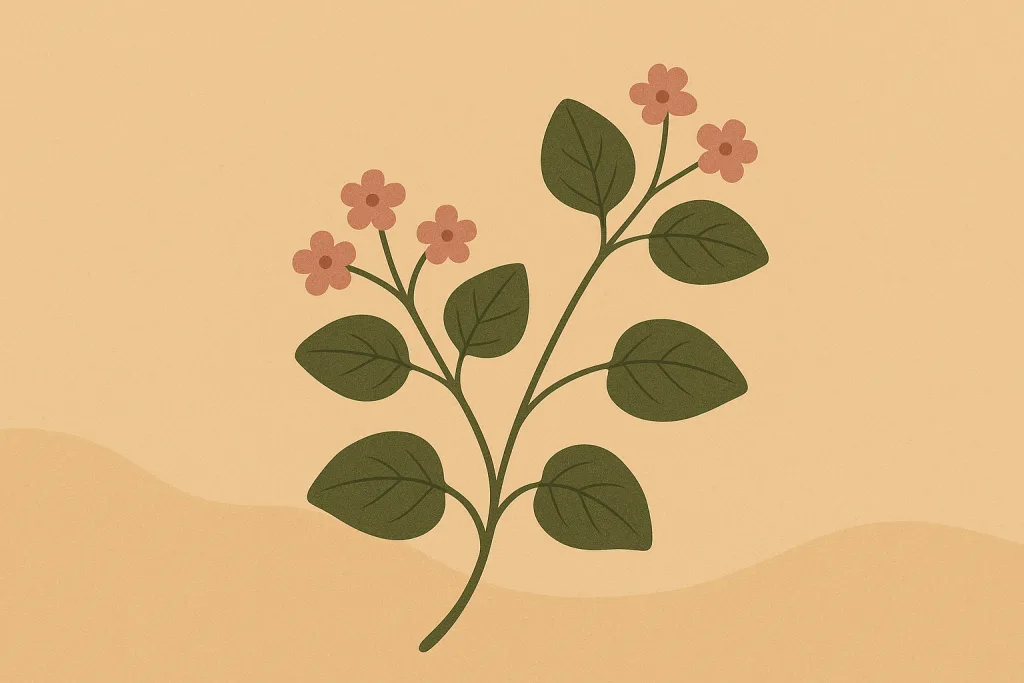 Punarnava (Boerhavia diffusa)